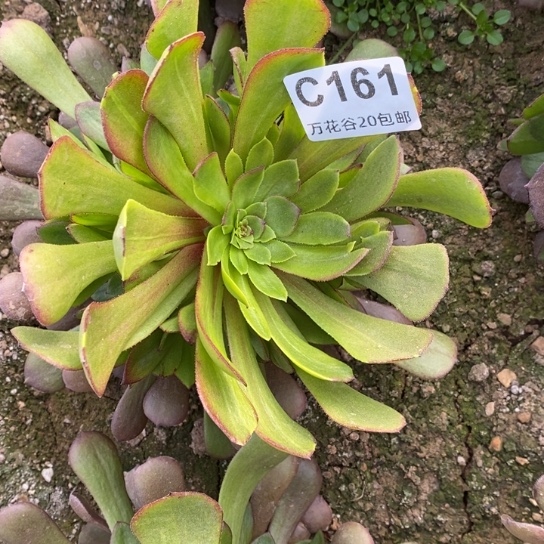 161哈迪斯多肉植物