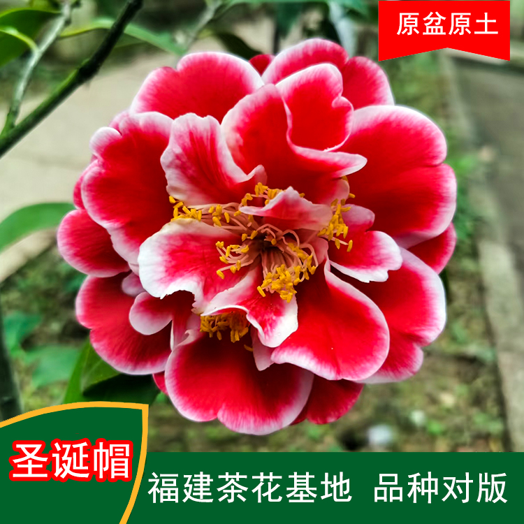 圣诞帽珍贵茶花品种观花绿植室内外花卉阳台庭院茶花基地直销包邮