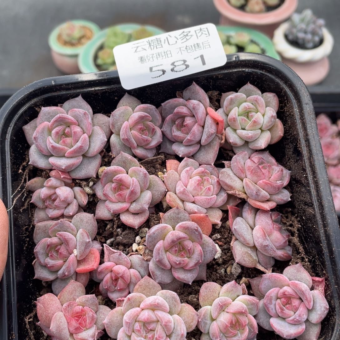 云糖心多肉植物581