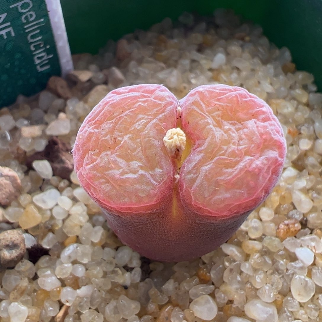 25。青蛙优选恩东矮墩墩 单头四年半母本