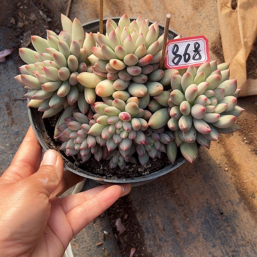 868号岩字，一物一拍