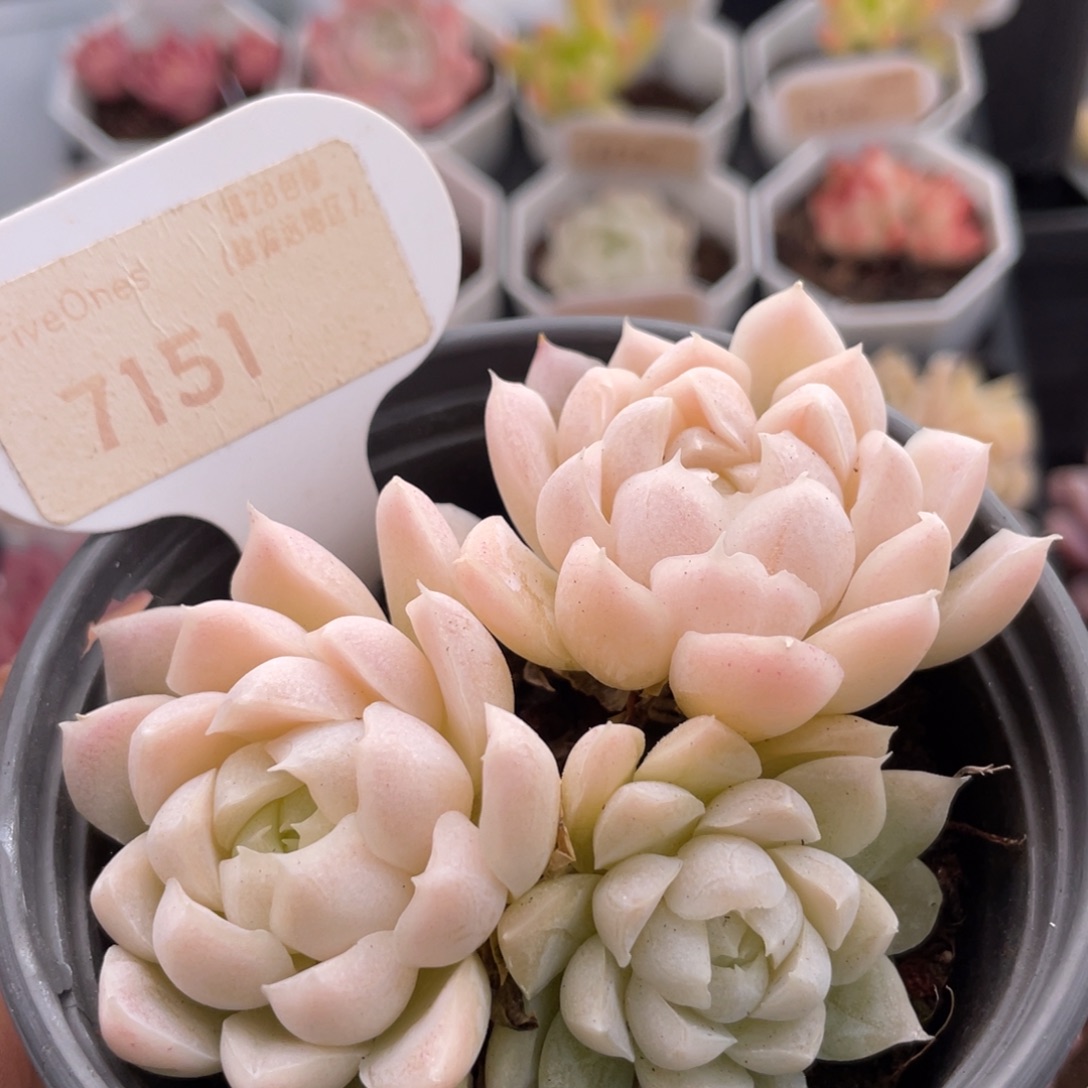 白月影7151-8.0厘米