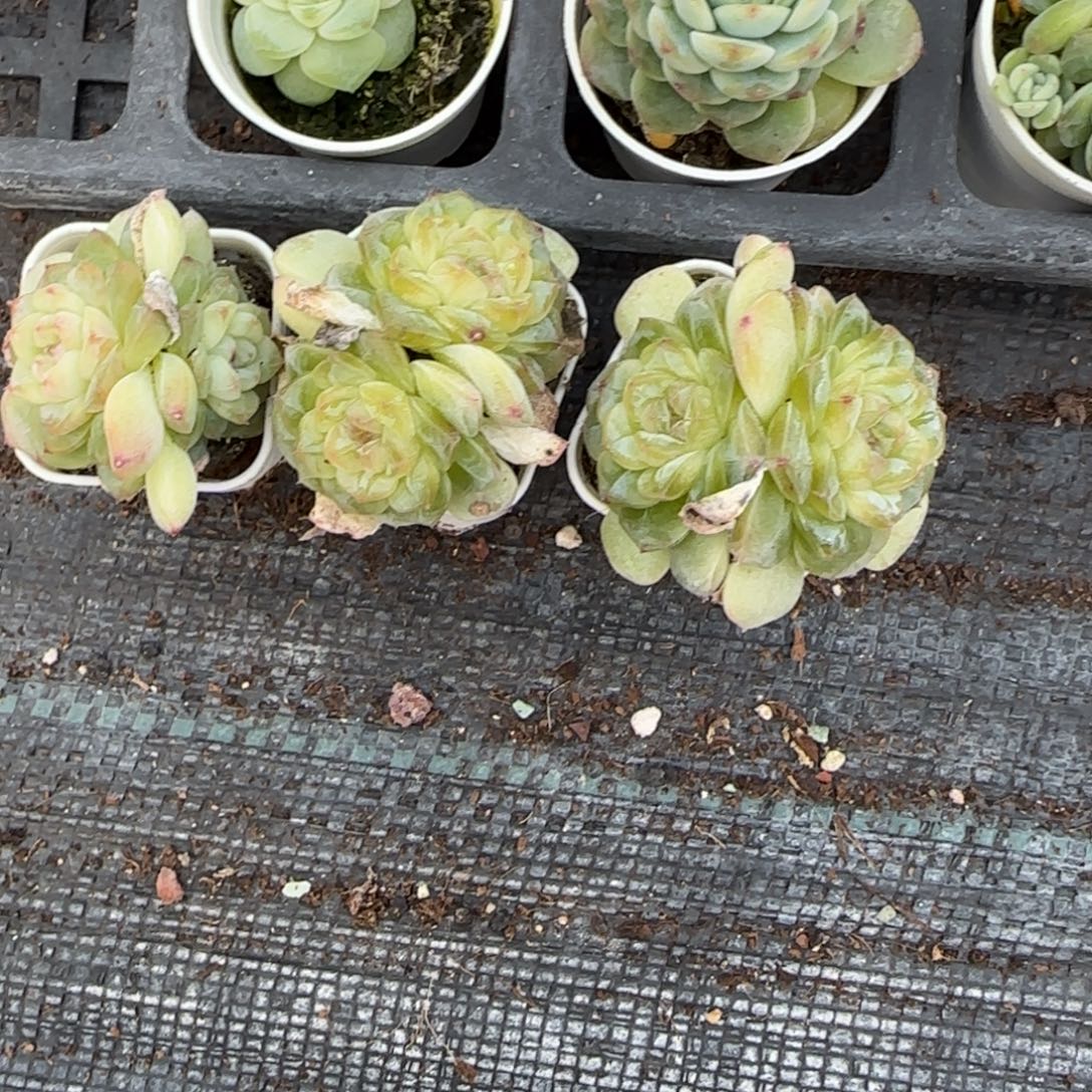 竹马圆盆一个7床满25包邮