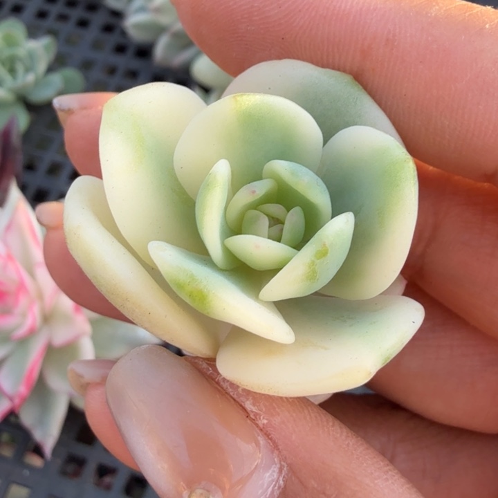 白月光锦一颗的锦