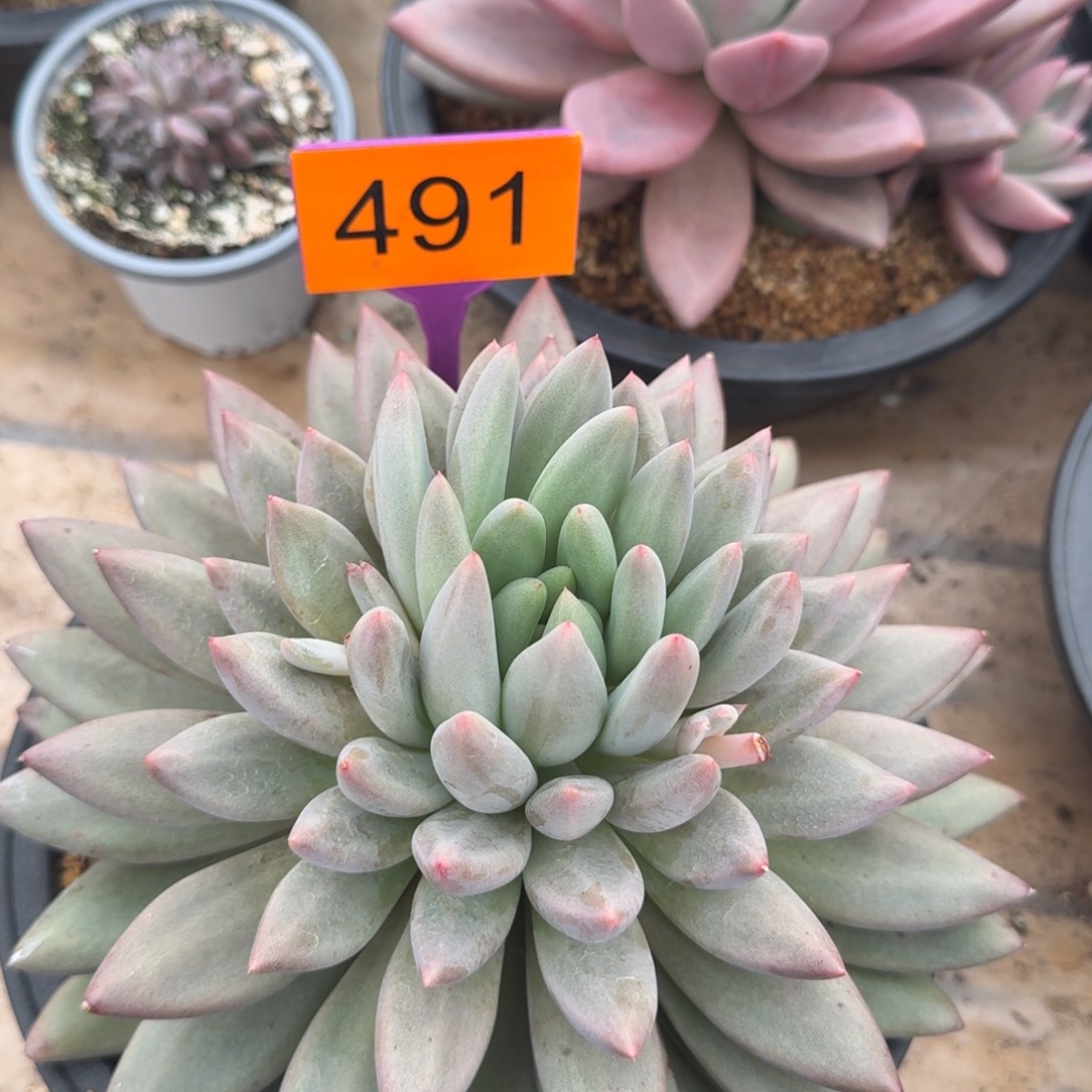 多肉植物漂亮单头491