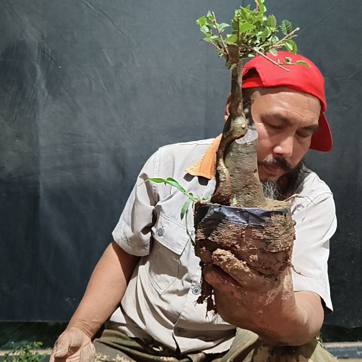 无花朵绿****景附石榆树瑕疵掉石35