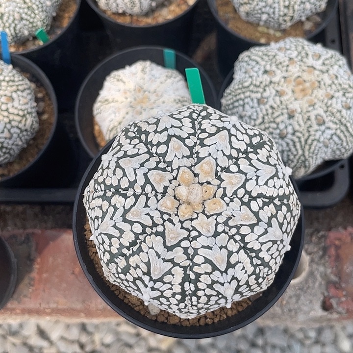 V兜福利福利福利福利