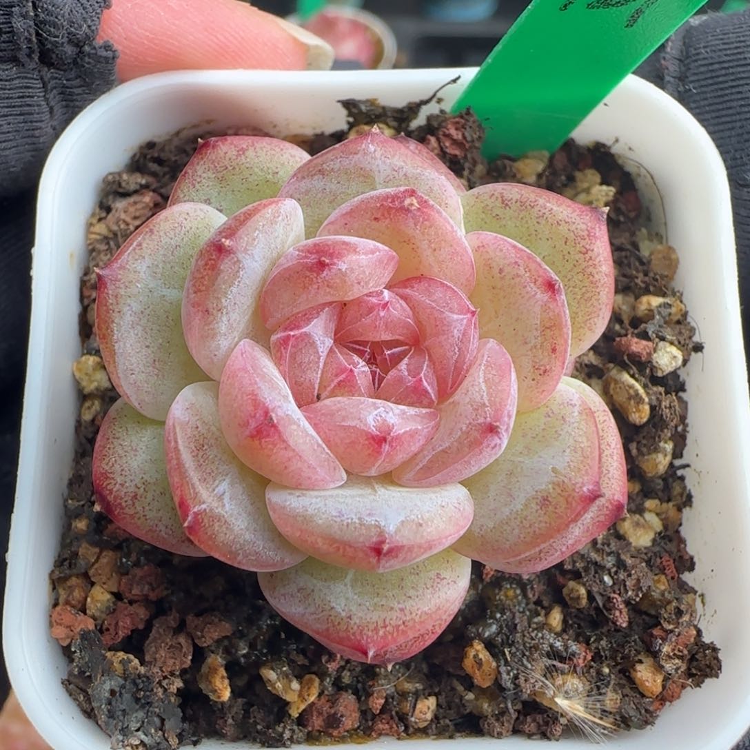 多肉129   糖心     5厘米盆 h