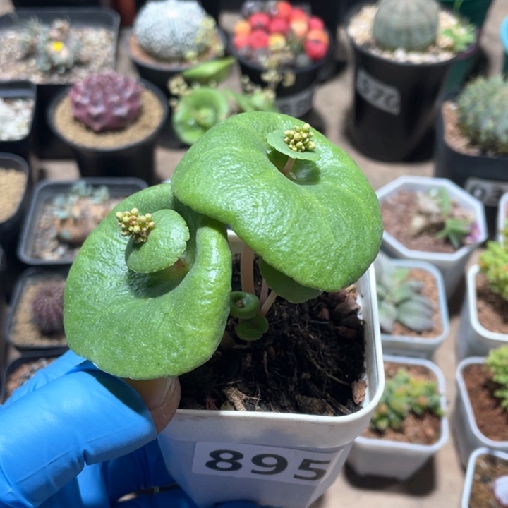 就**就895小雨伞块根植物多头