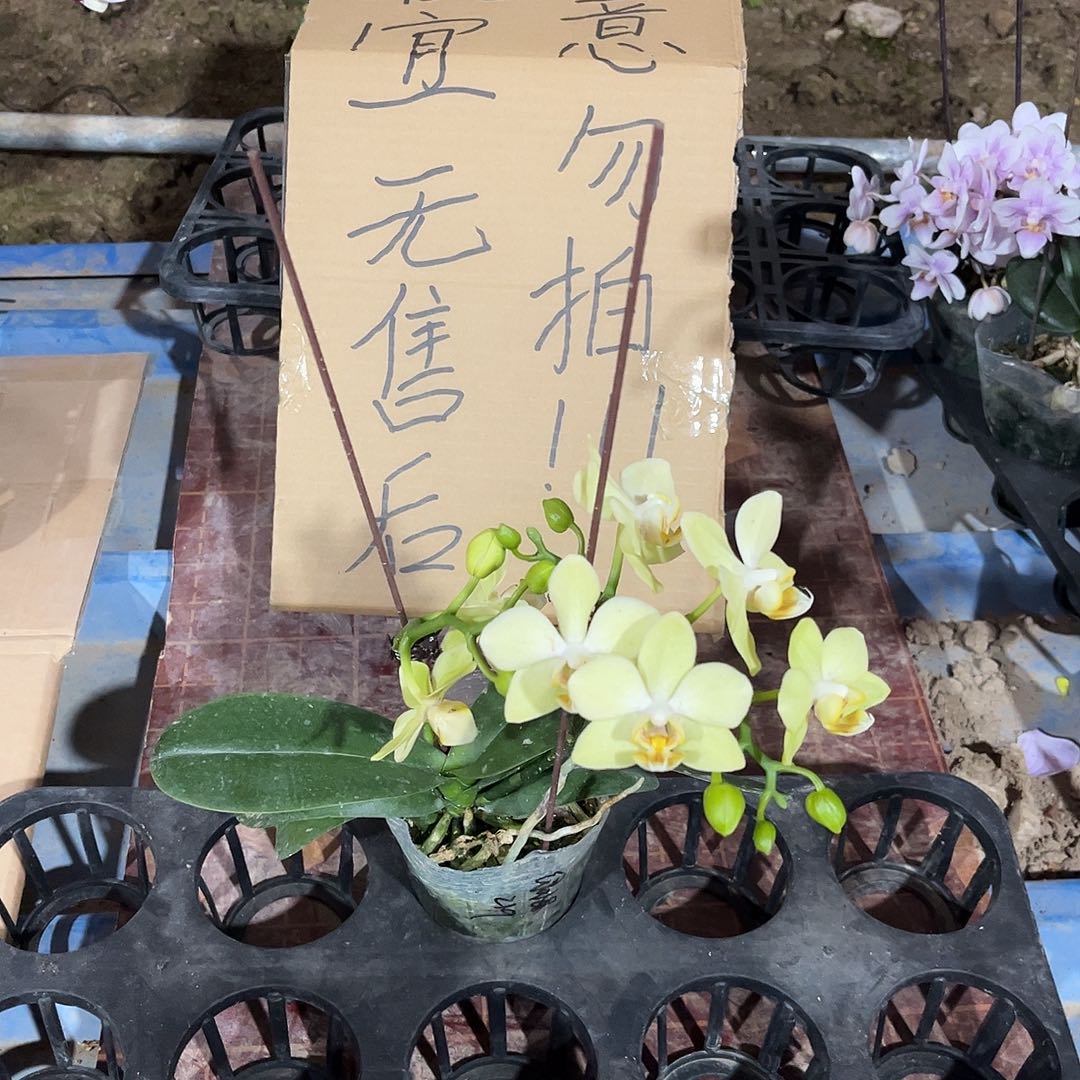 螺***丁完全开放蝴蝶兰1个 不售后