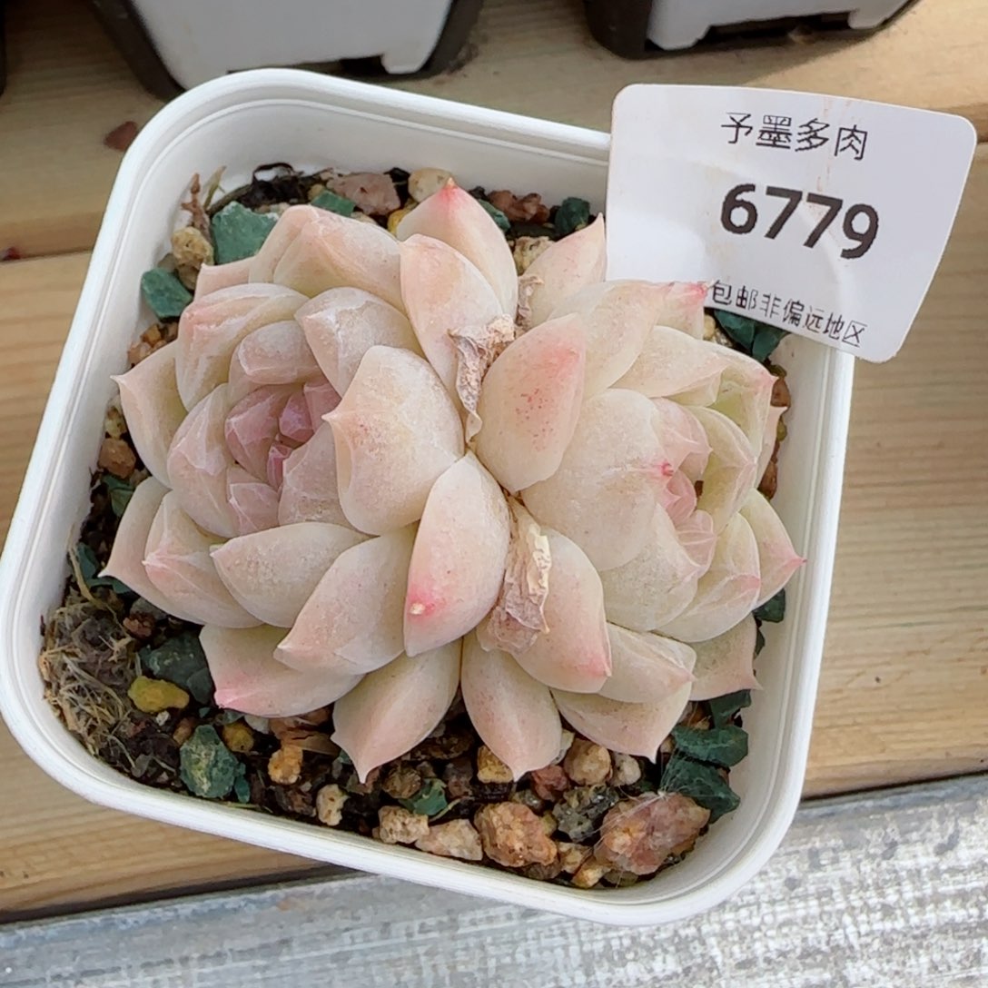 白底麦秆，6779多肉