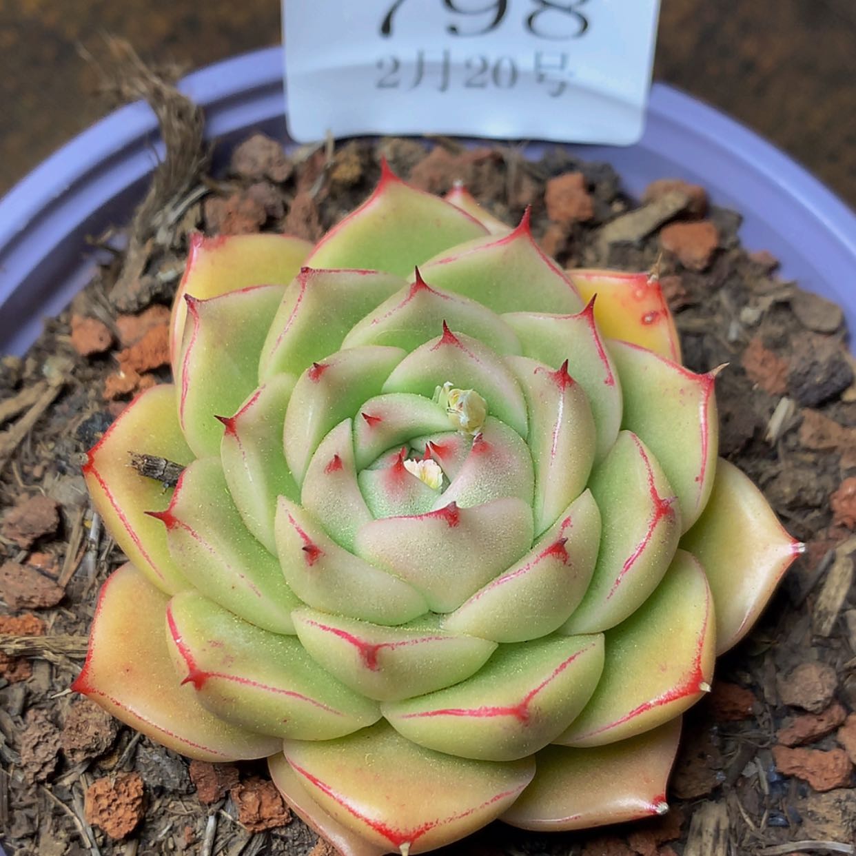 【闪购商品】云798