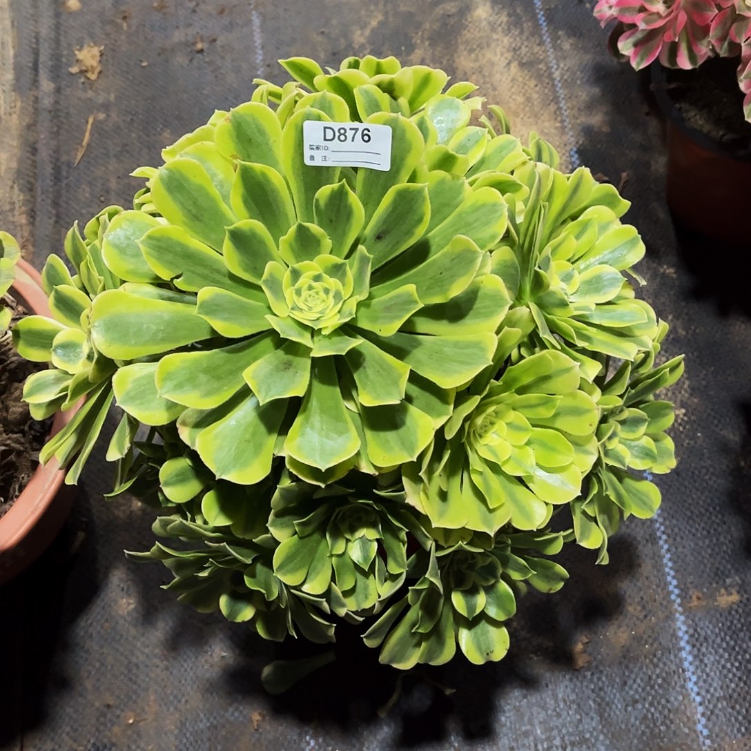 多肉植物876绿豆沙