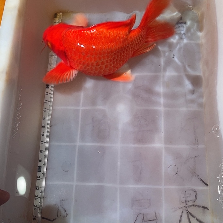 蝴蝶鲤鱼渔场直发108