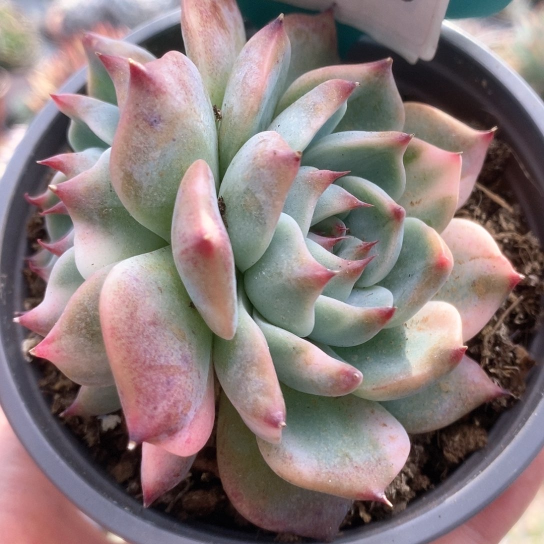 745锦锦锦锦锦锦锦