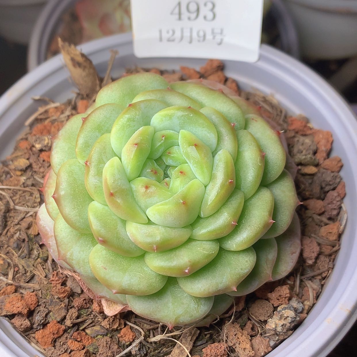 【闪购商品】云493号