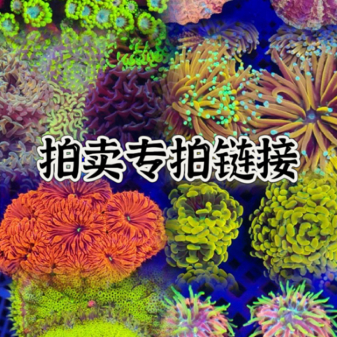 顺丰到付珊瑚海葵拒收无任何售后