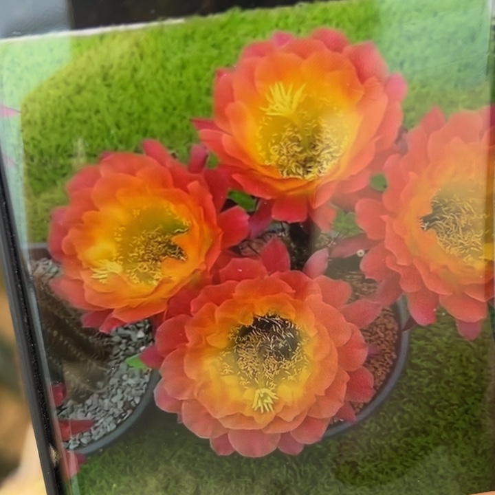 38毛大满贯歪无根侧芽6公分左右20包邮