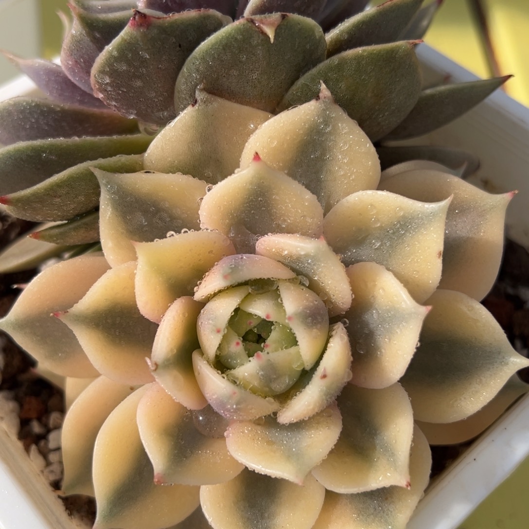 贝加尔湖宽锦，多肉植物（带一个原始头）