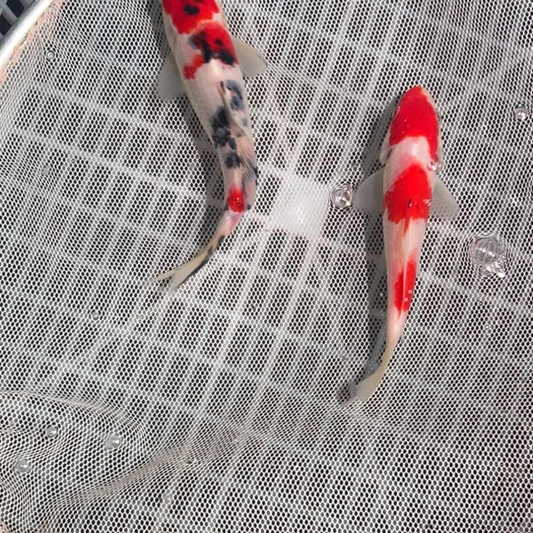 锦鲤锦鲤观赏鱼1111