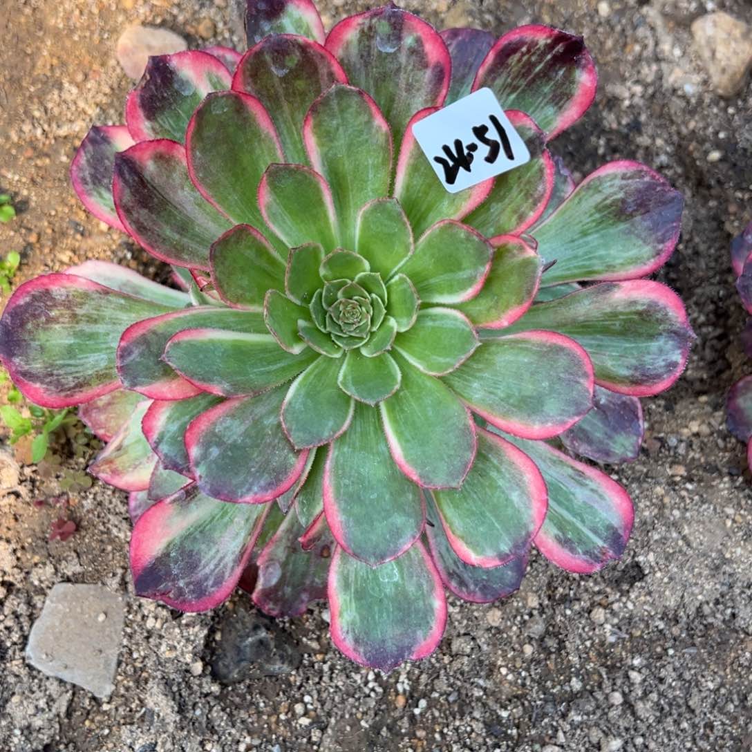 51黑魔锦万美金捧花一颗48