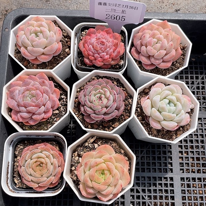 薇薇安园艺多肉2605