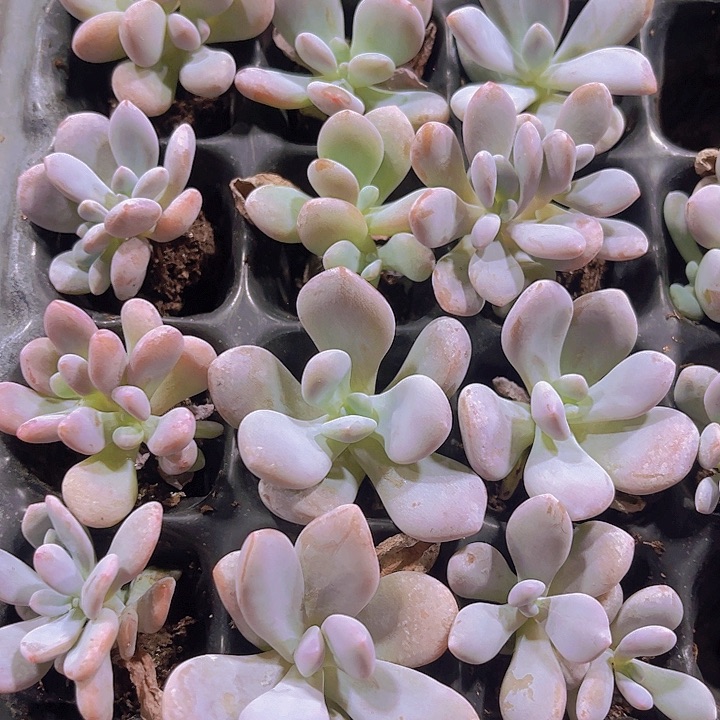 精品雪兔多肉植物