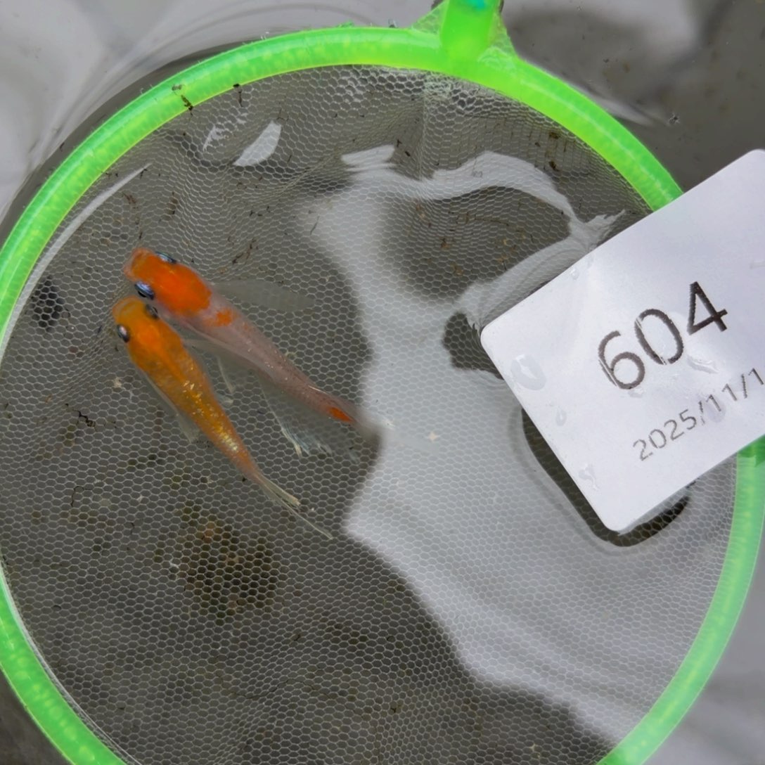 青鳉鱼604.赤壁红白真长鳍一对