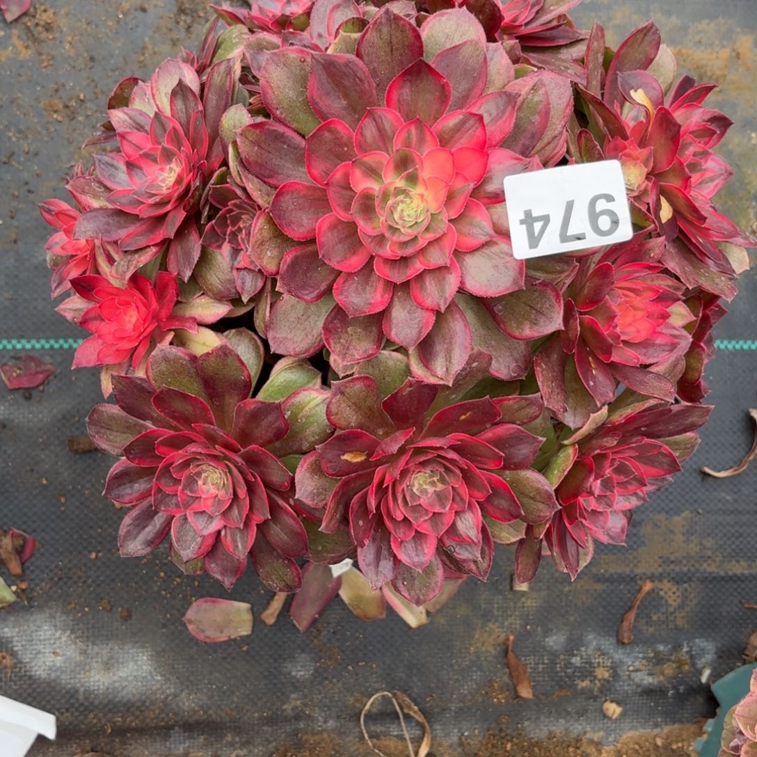 974大黑膜锦多肉植物福利