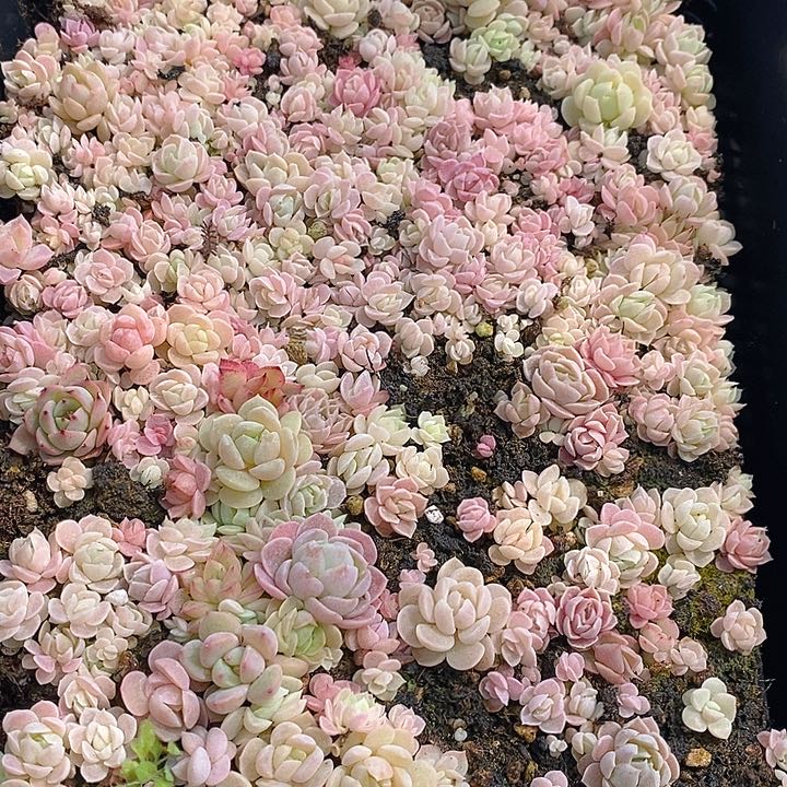 131 多肉植物盆栽花卉盆栽