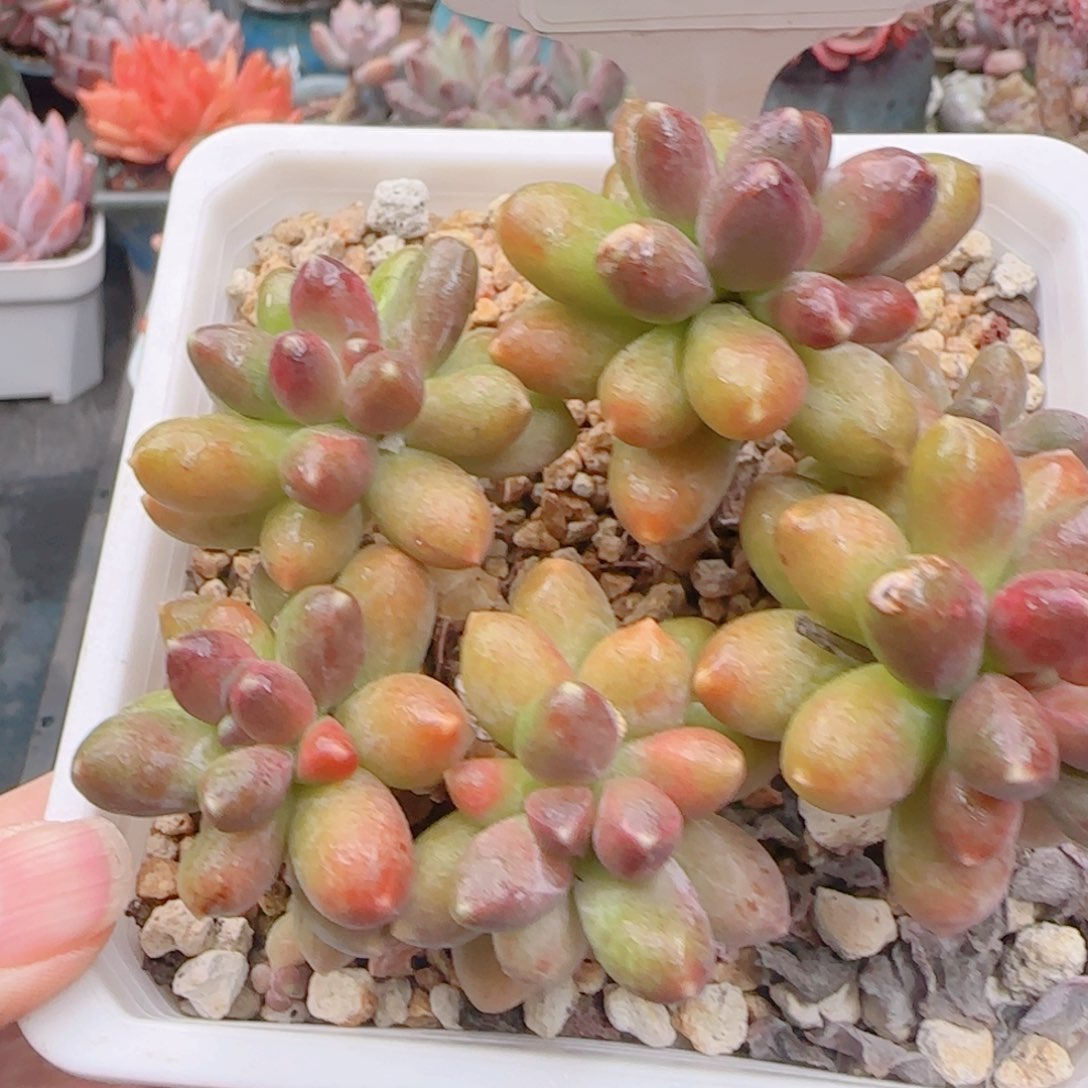 多肉植物5136………