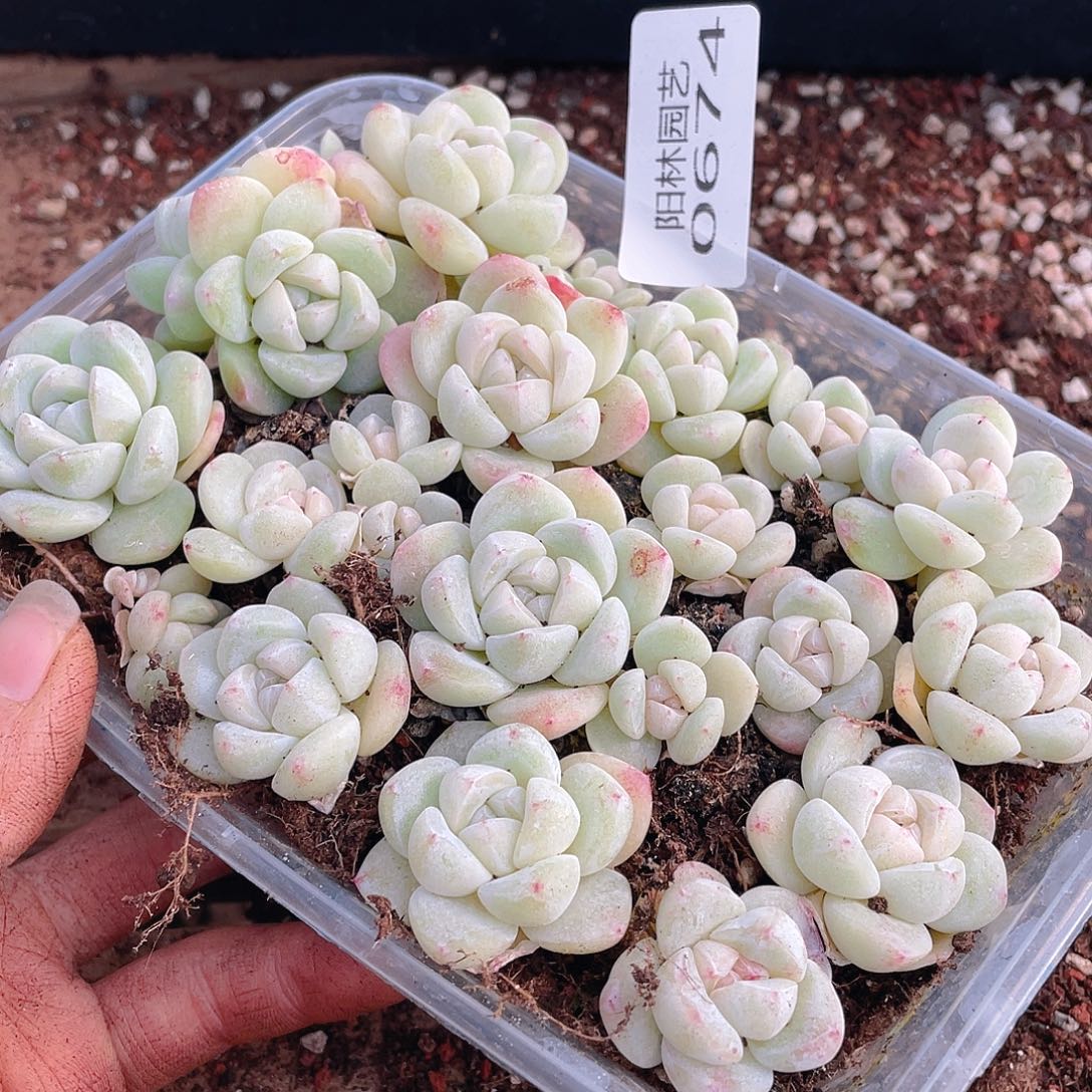 ****e多肉植物多肉植物674