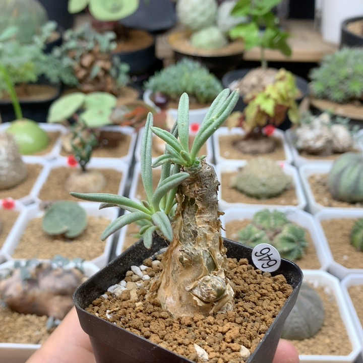 条纹钟小馗奇峰锦带盆