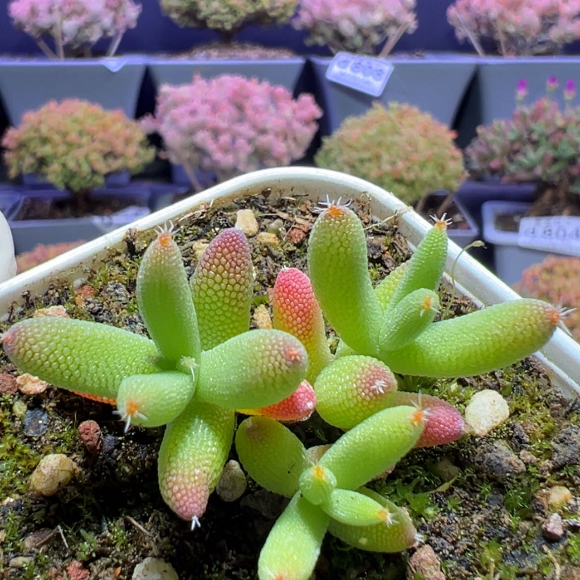 【闪购商品】d686实生玉米枝干番杏