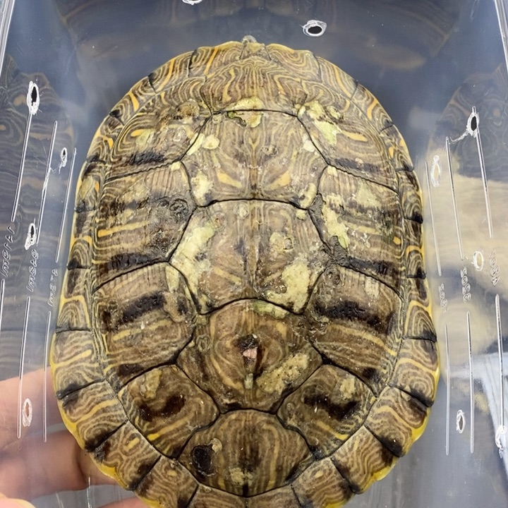 巴西彩龟母66666666