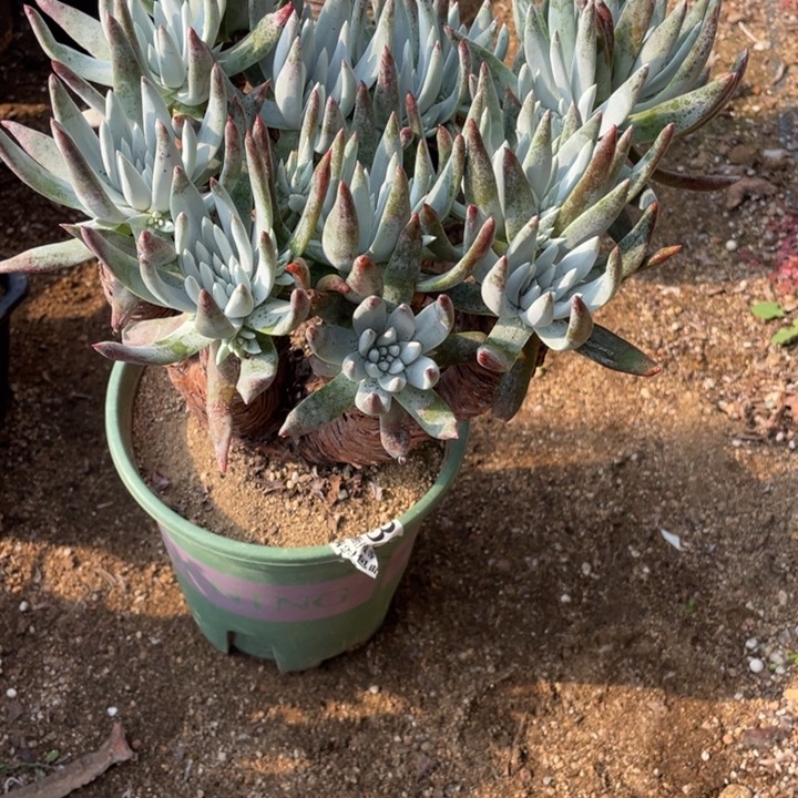 366号奥罗拉多肉植物