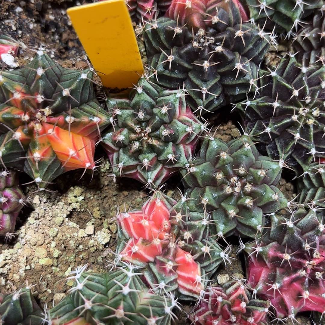 小***啖303-1028泰国发货多肉