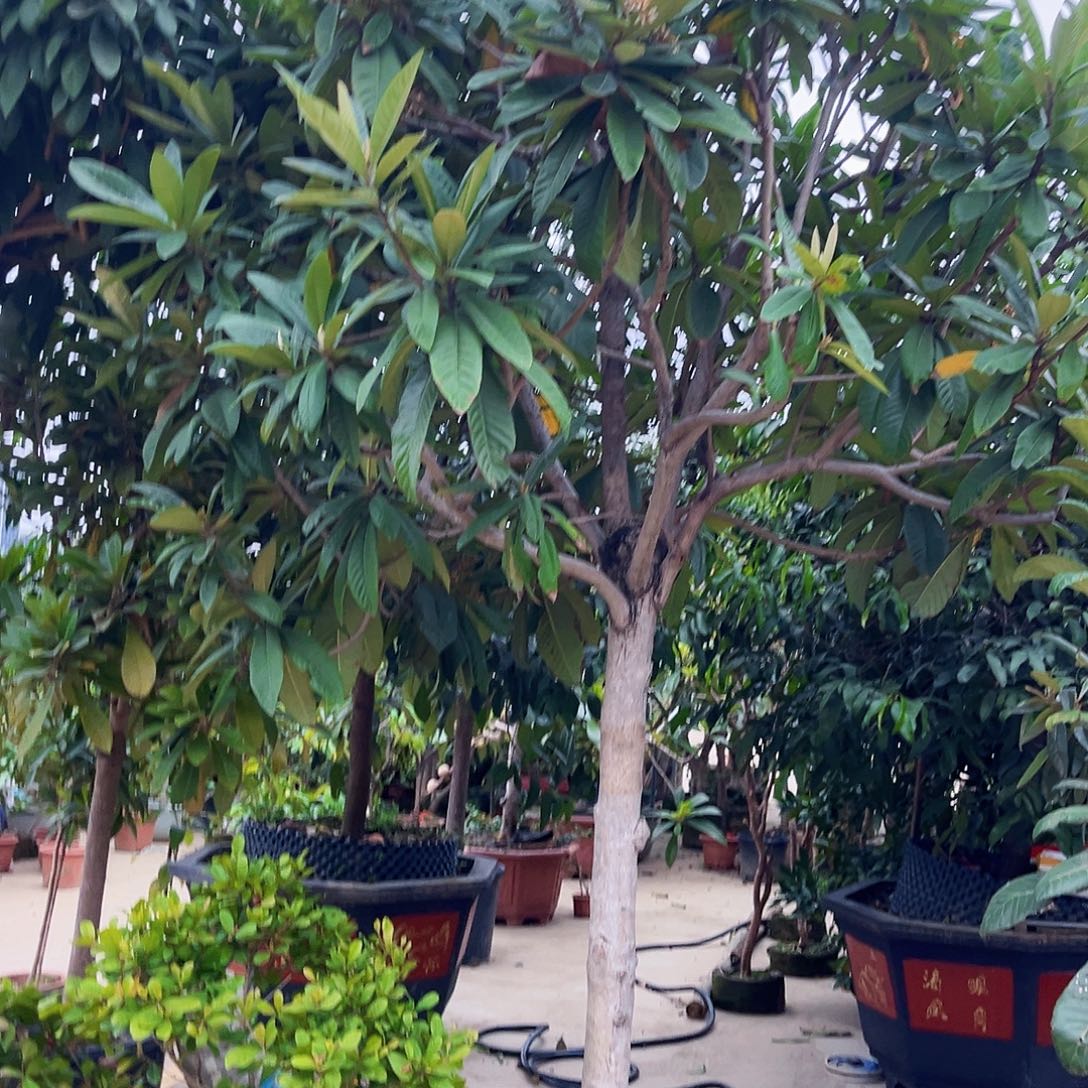 自***人无花朵88888888888888