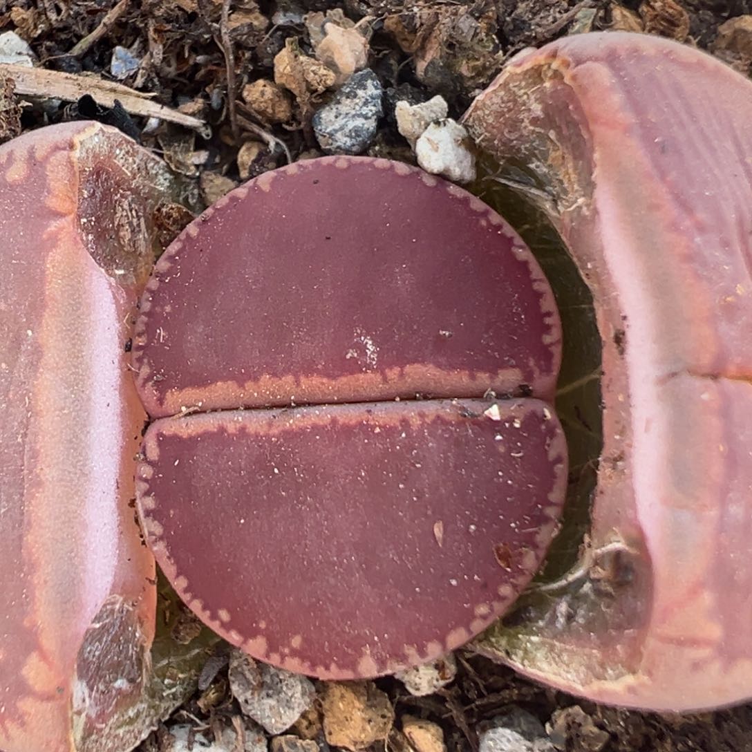 49多肉植物百科知识