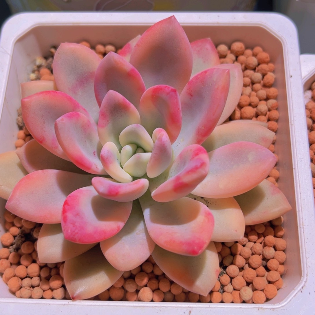 奥普琳娜锦，覆轮锦