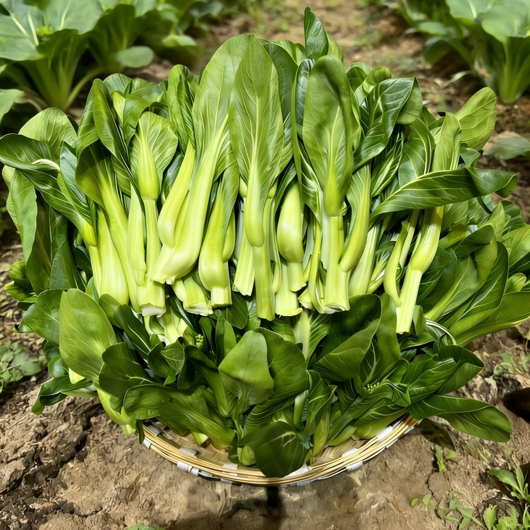 高海拔农家新鲜现摘现发脆甜白菜苔小青菜