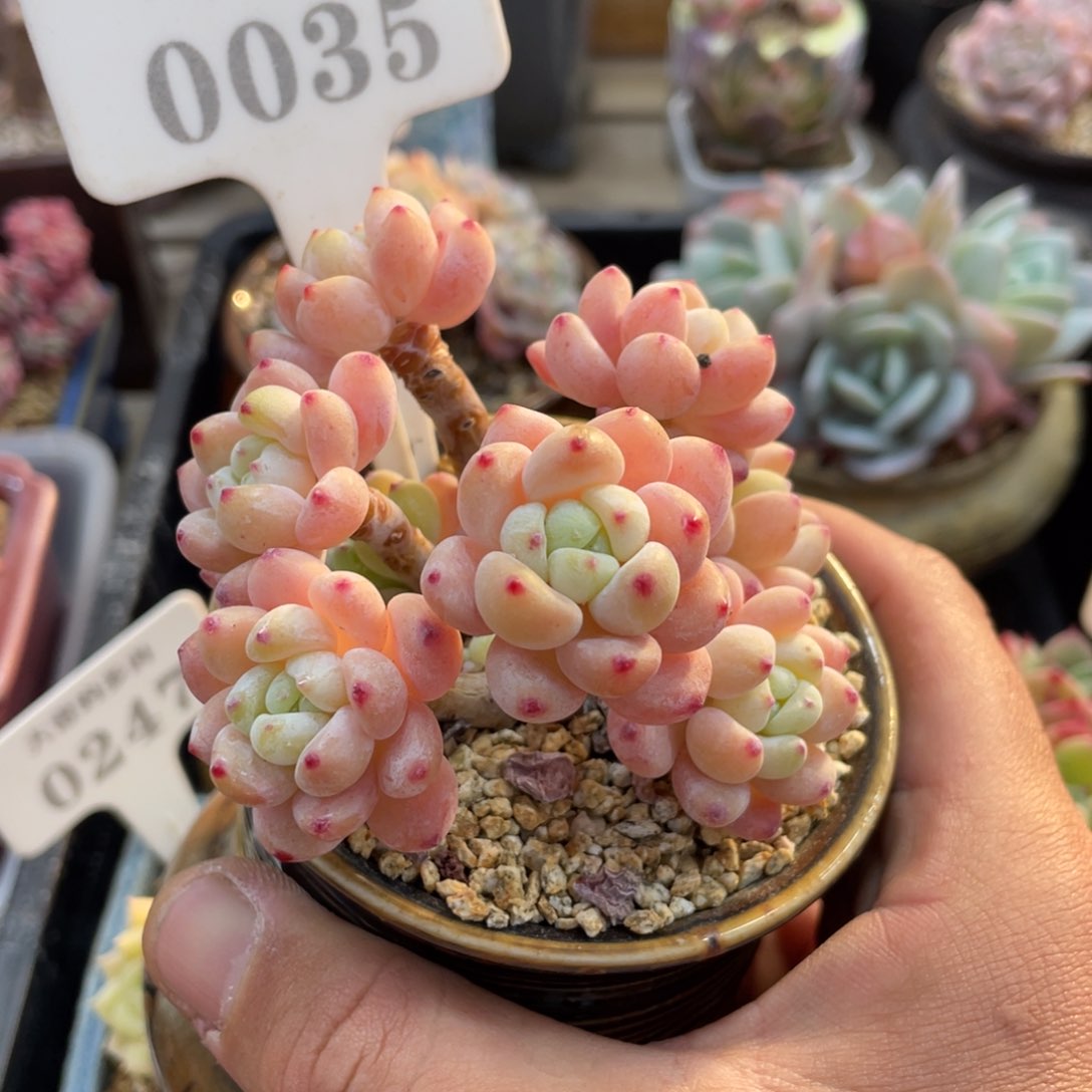 0035罗琦不带盆9厘米