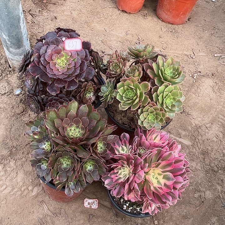 637多肉植物组合，