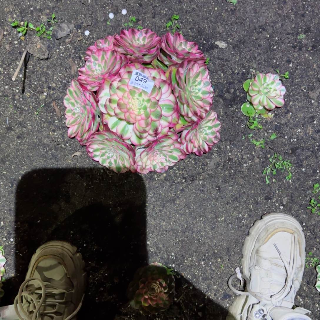 惠*子荔枝法师多肉049