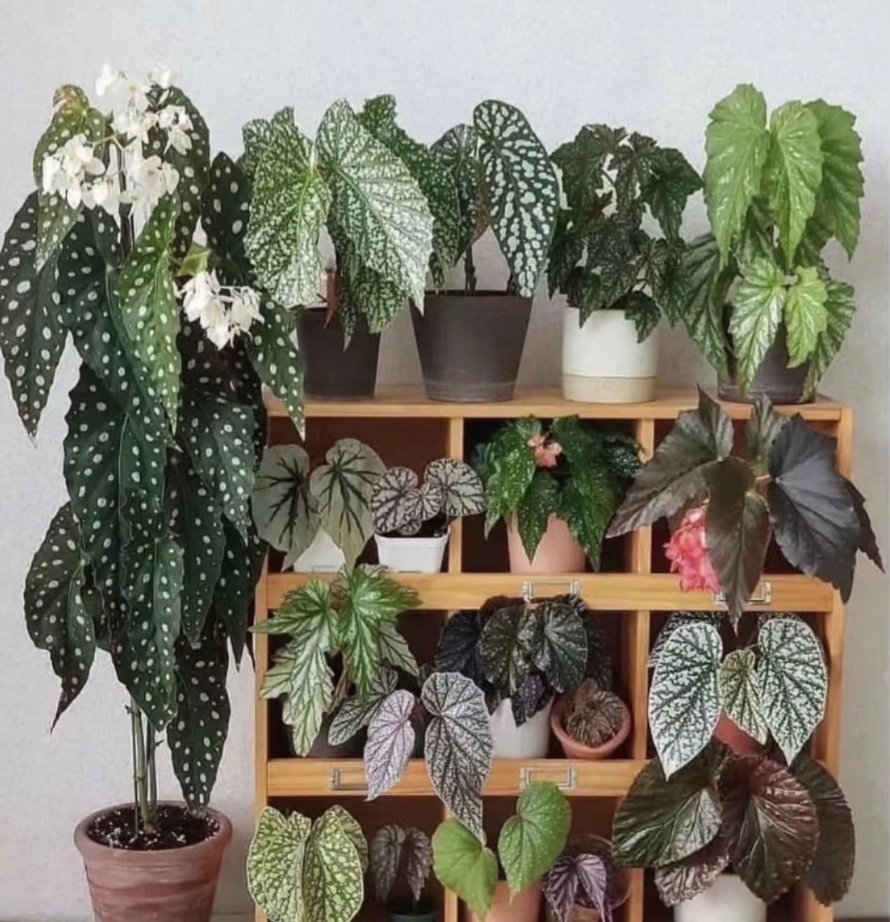 秋海棠竹节类合集室内阳台花园盆栽观叶植物耳环绿植绿植盆栽