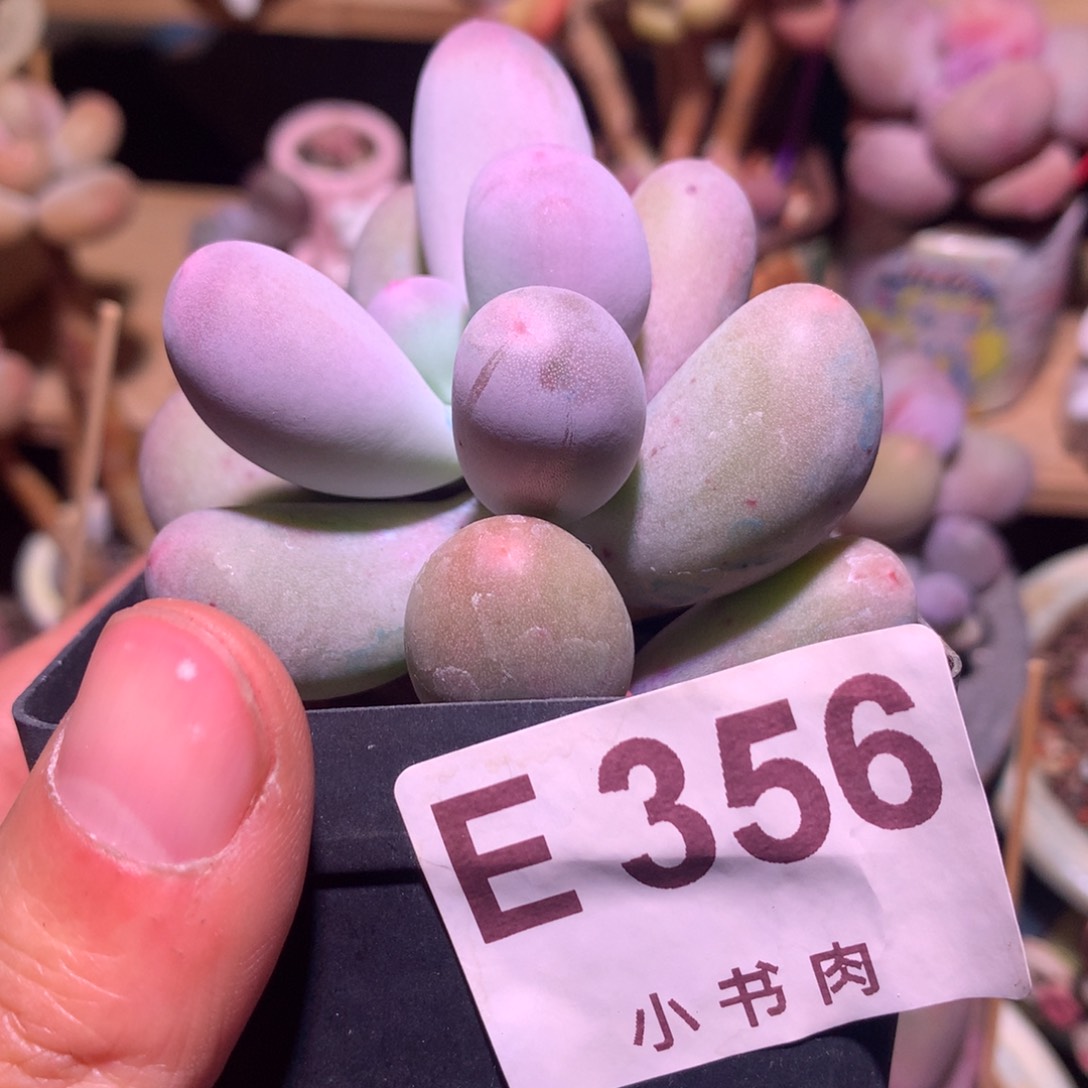 米可奶酪多肉356