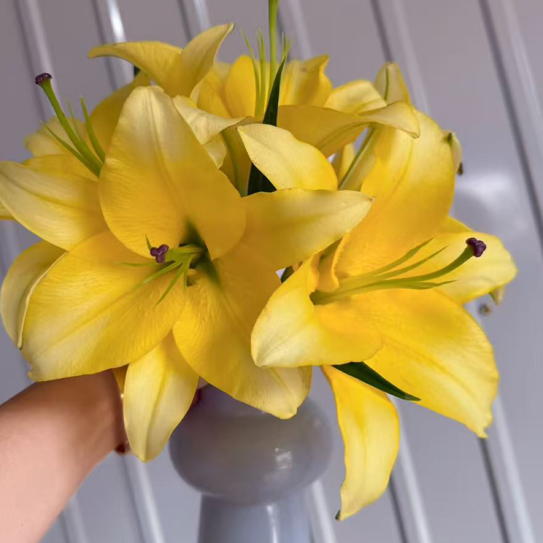 夏之约花卉（百合）