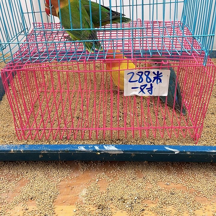 恩***伴虎皮鹦鹉牡丹一如