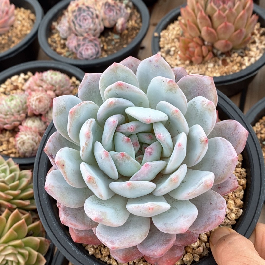 精品多肉一物一拍不包整74