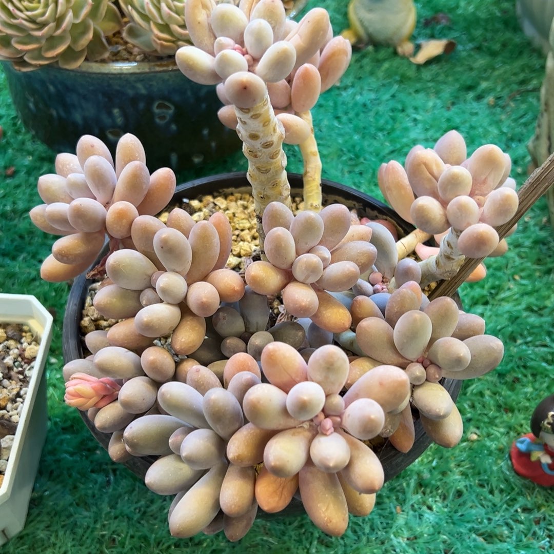 汤圆，，，，，，，，，，，，，，，，，，